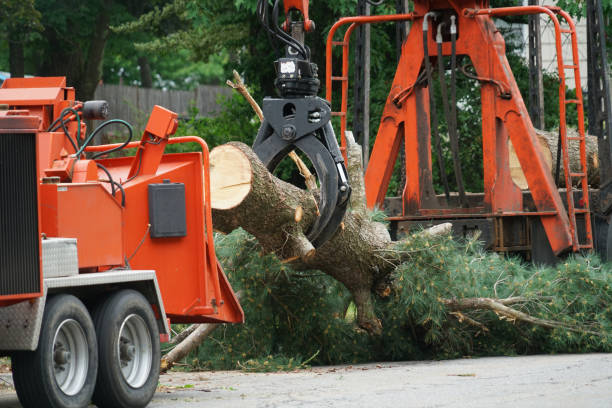 Best Hazardous Tree Removal  in Old River Winfree, TX