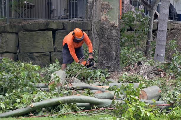 Professional Tree Removal in Old River Winfree, TX